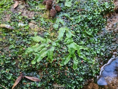 Conocephalum conicum