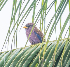 Eurystomus glaucurus