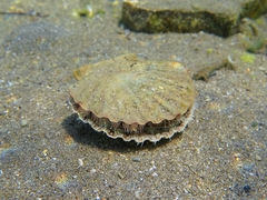 Pecten jacobaeus