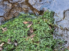 Conocephalum conicum