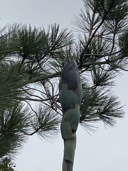 Hesperoyucca whipplei