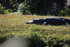 Alligator mississippiensis