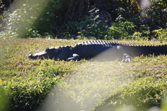Alligator mississippiensis