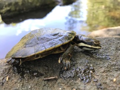 Phrynops williamsi