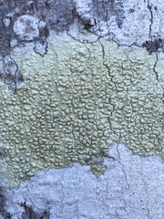 Lecanora strobilina