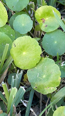 Hydrocotyle umbellata