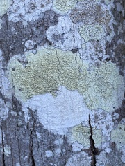 Lecanora strobilina