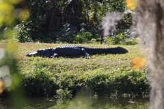 Alligator mississippiensis