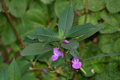 Impatiens