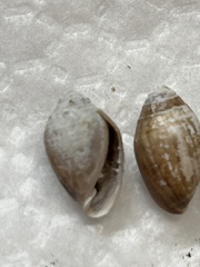 Melampus floridanus