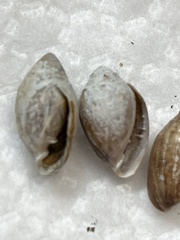 Melampus floridanus