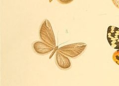 Phthorarcha chaoticaria