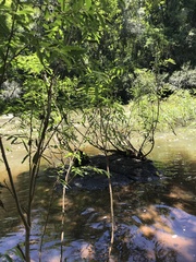 Phyllanthus sellowianus