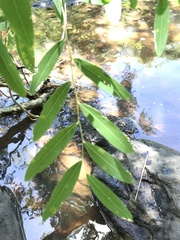 Phyllanthus sellowianus