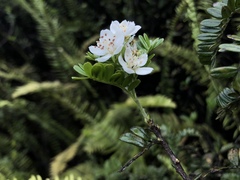 Osteomeles anthyllidifolia