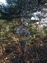 Chamaenerion angustifolium