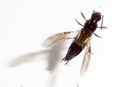Quedius cinctus