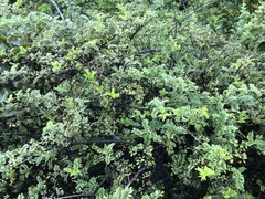 Osteomeles anthyllidifolia