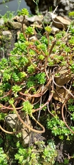 Sedum × luteoviride