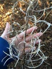 Chamaenerion angustifolium