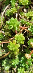 Sedum × luteoviride