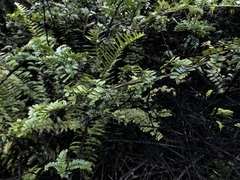 Osteomeles anthyllidifolia