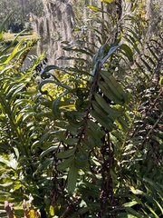 Acrostichum danaeifolium