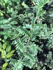 Osteomeles anthyllidifolia