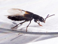 Quedius cinctus