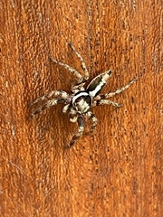 Salticinae
