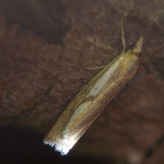Agriphila inquinatella