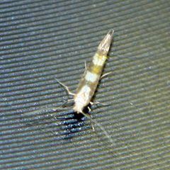 Argyresthia goedartella