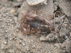 Urophonius transandinus