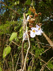 Thunbergia grandiflora