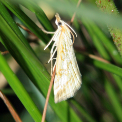 Udea lutealis