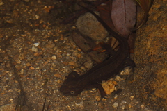 Hong Kong Warty Newt photo 2