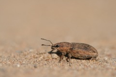 Tanymecus palliatus