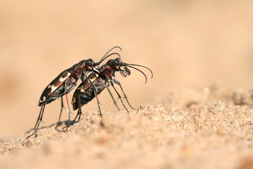 Northern Dune Tiger Beetle, 6566 Millingen aan de Rijn, Nederland, photo 6 of 10