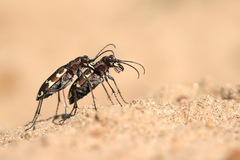Cicindela hybrida