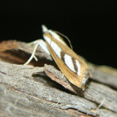 Catoptria