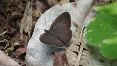 Hermeuptychia hermes