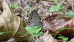 Hermeuptychia hermes