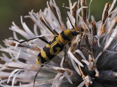 Chlorophorus varius