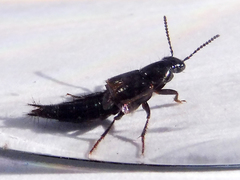 Quedius cinctus
