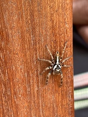 Salticinae