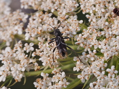 Chlorophorus sartor