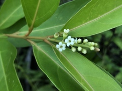 Citharexylum caudatum