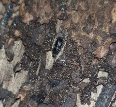 Dendroctonus
