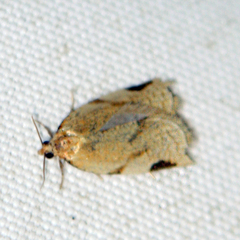 Paramesia gnomana
