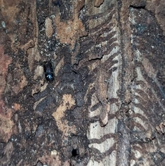 Dendroctonus